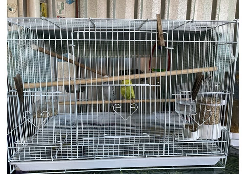 Budgies with cage - 3/5