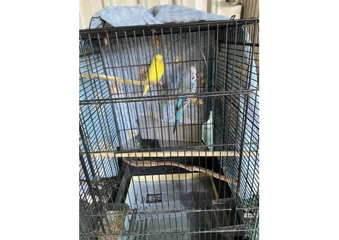 Budgies with cage - 4/5