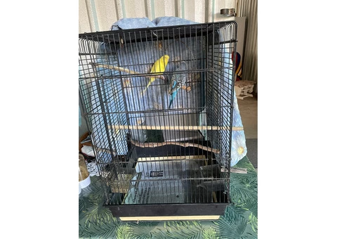 Budgies with cage - 5/5