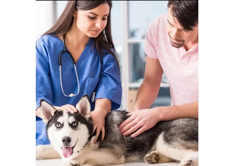 Perth Pet Clinic: Providing Comprehensive Care for Your Furry Friend