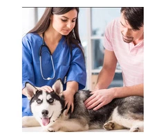 Perth Pet Clinic: Providing Comprehensive Care for Your Furry Friend