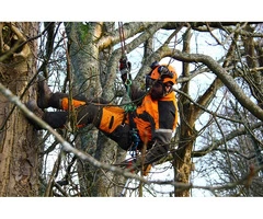 Expert Tree Arborist Adelaide