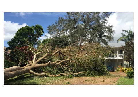 Professional Palm Tree Removal Services in Adelaide