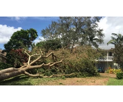 Professional Palm Tree Removal Services in Adelaide