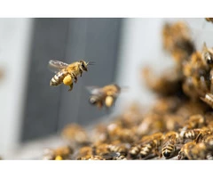 Bobs Bee Removal Melbourne