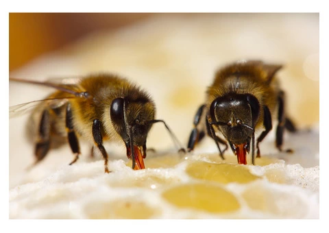 Bobs Bee Removal Melbourne - 2/2