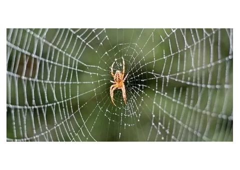 Expert Spider Pest Control in Melbourne - Infinity Pest Solutions