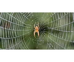 Expert Spider Pest Control in Melbourne - Infinity Pest Solutions