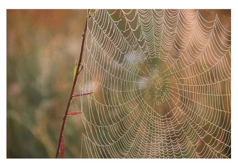 Expert Spider Pest Control in Melbourne - Infinity Pest Solutions - 2/2