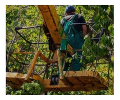 Tree Removal Enfield