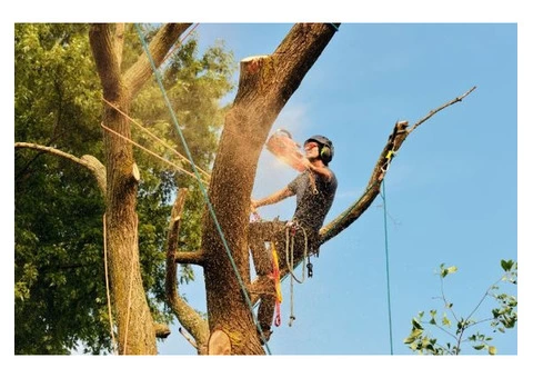 Tree Removal Eastern Suburbs Sydney