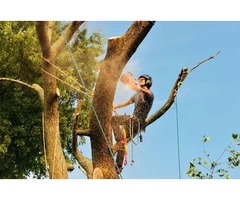 Tree Removal Eastern Suburbs Sydney