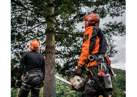 High Quality Tree Services in Adelaide