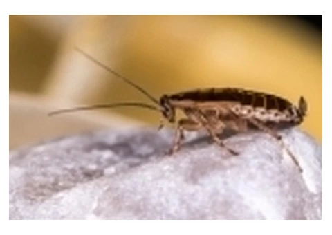 Be Careful! Never Take The Cockroaches Lightly