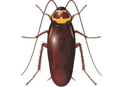 Be Careful! Never Take The Cockroaches Lightly - 2/2