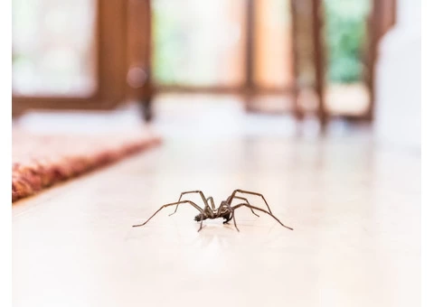 Professional Spider Control Specialists in Pakenham
