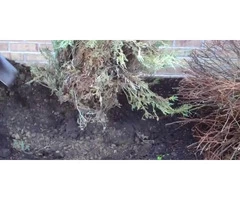 Introducing Your Expert Shrub Moving And Removal Service in Hampton