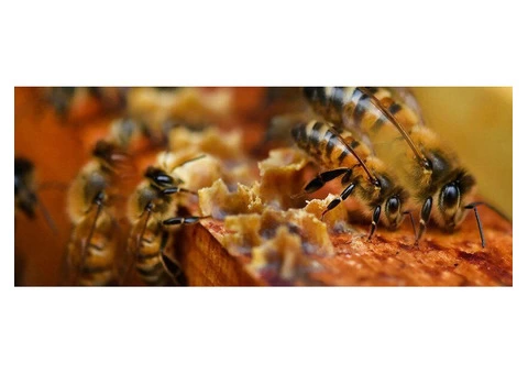 Quick & Reliable Bee Hive Removal Across Melbourne for Your Home or Business