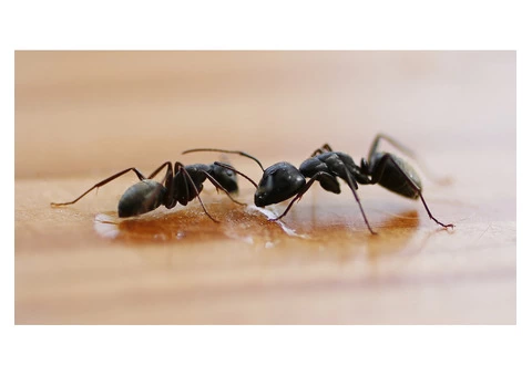 How a Professional Termite Inspection Works What to Anticipate