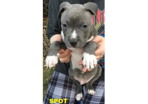 American Staffordshire Terrior Purebred pups.Champions from Sweden/USA - 1/10