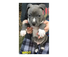 American Staffordshire Terrior Purebred pups.Champions from Sweden/USA