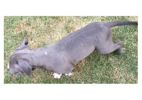 American Staffordshire Terrior Purebred pups.Champions from Sweden/USA - 2/10