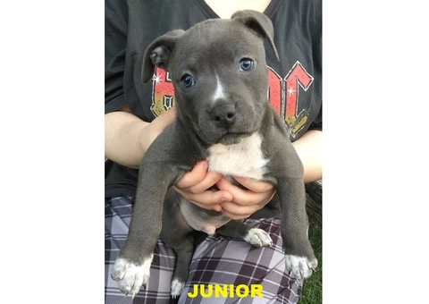 American Staffordshire Terrior Purebred pups.Champions from Sweden/USA - 3/10