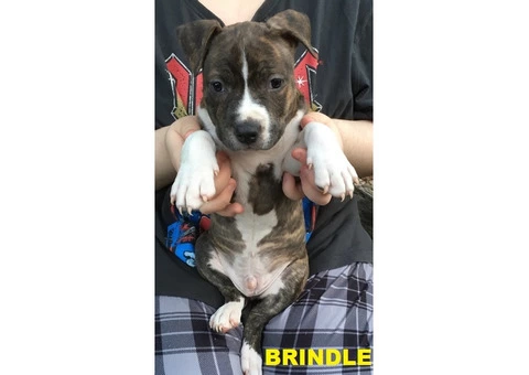 American Staffordshire Terrior Purebred pups.Champions from Sweden/USA - 4/10