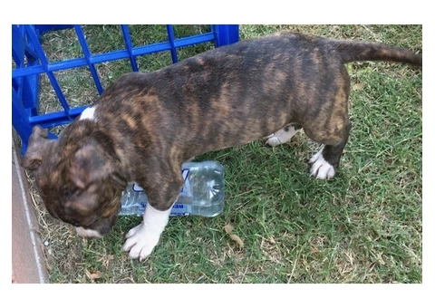American Staffordshire Terrior Purebred pups.Champions from Sweden/USA - 5/10
