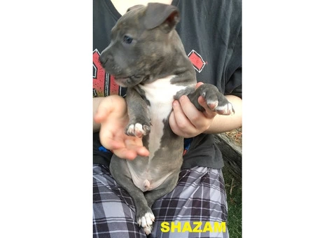 American Staffordshire Terrior Purebred pups.Champions from Sweden/USA - 6/10