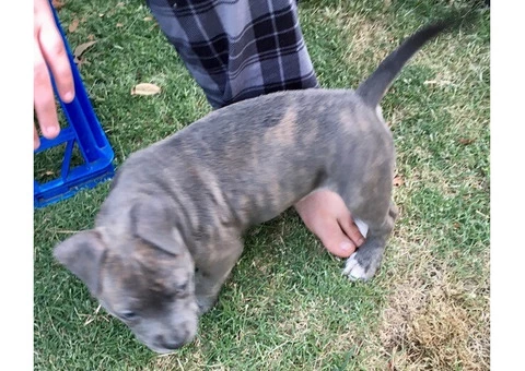 American Staffordshire Terrior Purebred pups.Champions from Sweden/USA - 7/10