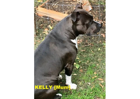 American Staffordshire Terrior Purebred pups.Champions from Sweden/USA - 8/10