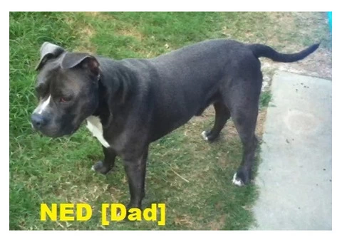American Staffordshire Terrior Purebred pups.Champions from Sweden/USA - 9/10