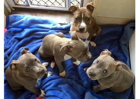 American Staffordshire Terrior Purebred pups.Champions from Sweden/USA - 10/10
