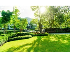 Palmetto Buffalo Turf Available Economically For Your Property