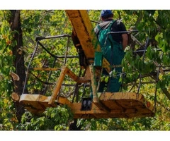 Tree Removal Enfield