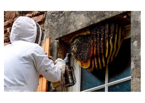 Protect your home from wasps with premier pest control in Melbourne