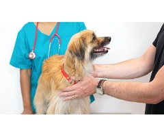 South Lake Best Veterinary Clinic