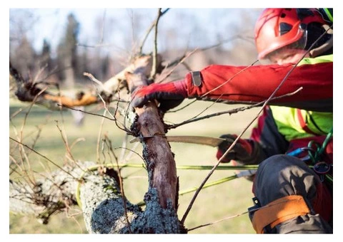 Tree Lopping Sydney North Shore