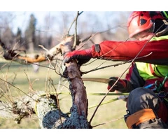 Tree Lopping Sydney North Shore