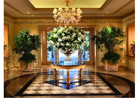 Office Plants: The Ultimate Solution for Your Office Environment