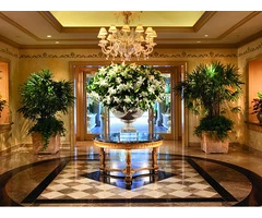 Office Plants: The Ultimate Solution for Your Office Environment