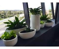 Plants for Hire: A Trusted and Experienced Service for Plant Lovers