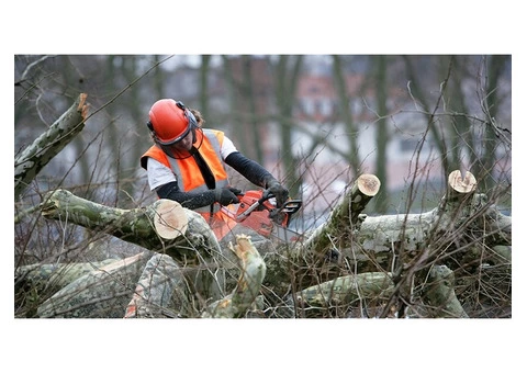 Expert Tree Services in Adelaide: Stump Removal Specialists at Your Service