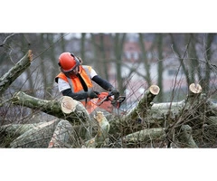 Expert Tree Services in Adelaide: Stump Removal Specialists at Your Service