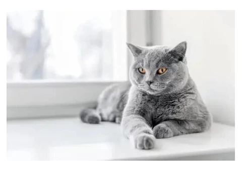 Top-notch Cat Boarding Services in Sydney - Reserve Now!