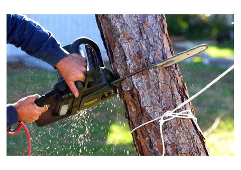 Premier Tree Removal Services in Adelaide | Expert Arborists at Your Service