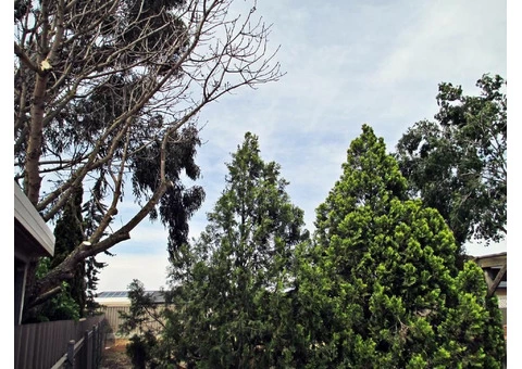 Expert Tree Pruning Services in Adelaide | Northern Tree Services