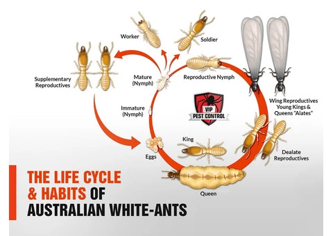 Australia's Battle Against White Ants: Home Protection Essentials