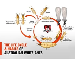 Australia's Battle Against White Ants: Home Protection Essentials